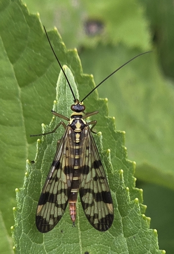Common European Scorpionfly