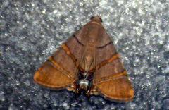 Eulepidotis addens