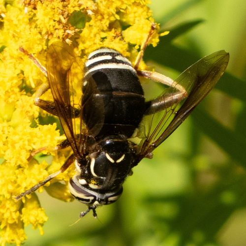 Bald-faced Hornet Fly