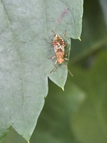 hypericum rhopalid