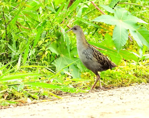 Ash-throated Crake