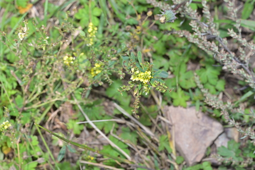 Melilotus suaveolens observed 2026-08-22