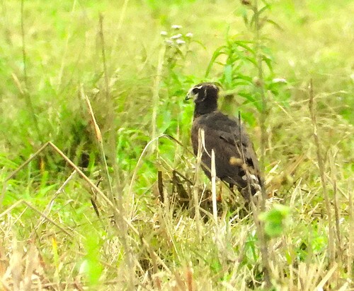 Long-winged Harrier