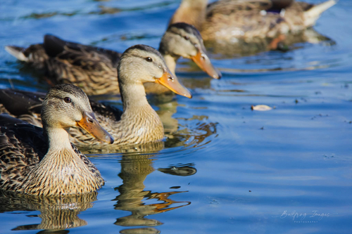 Mallard