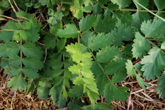 Pimpinella