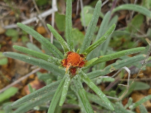 orange immortelle