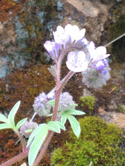 Phacelia breweri
