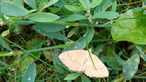 Yellow Shell Moth