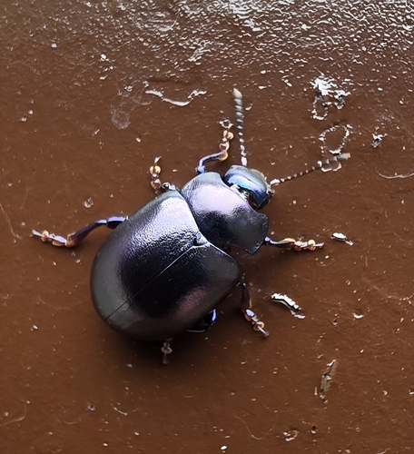violet leaf beetle