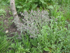 Nonea pulla
