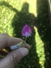 Lathyrus hirsutus