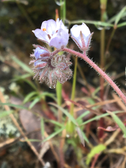 Phacelia breweri