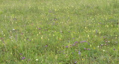 Melampyrum argyrocomum