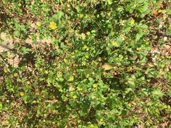 Potentilla supina