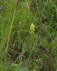 Melampyrum argyrocomum