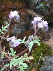 Phacelia breweri