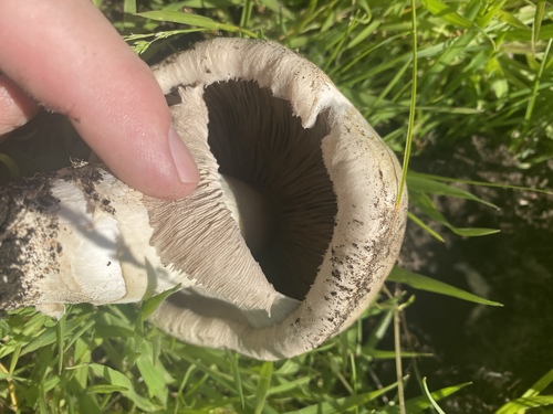 Pavement Mushroom