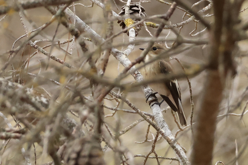 European Pied Flycatcher