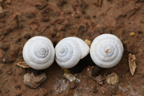 Sphincterochila candidissima
