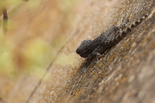 Moorish Gecko