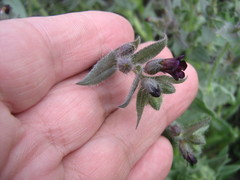 Nonea pulla