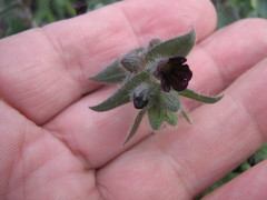 Nonea pulla