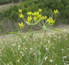 Bupleurum multinerve