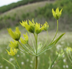 Bupleurum multinerve