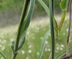 Bupleurum multinerve