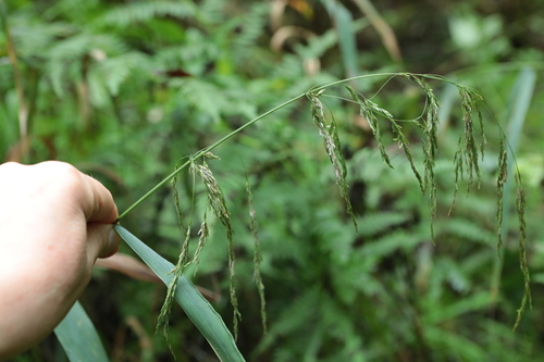 Cinna latifolia observed 2026-08-23