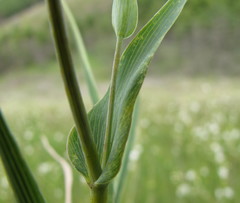 Bupleurum multinerve