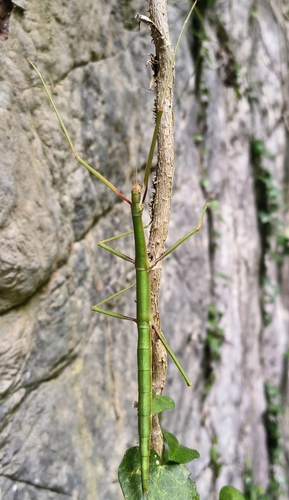 Mediterranean stick insect
