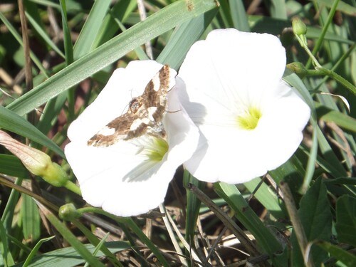 Four-spotted Moth, Vernier, Switzerland, photo 6 of 10