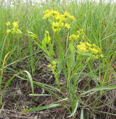 Bupleurum multinerve