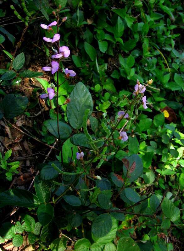 creeping beggarweed (Common Vines & Climbing Plants of Puerto Rico and ...