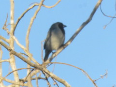 Schistochlamys melanopis