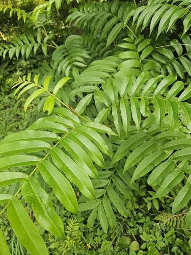 Pterocarya rhoifolia observed 2026-08-23