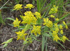 Bupleurum multinerve