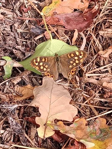 Speckled Wood