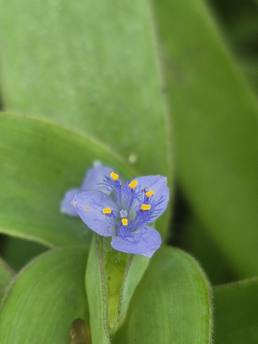 Cyanotis cristata, photograph 4
