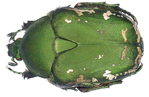 Protaetia ungarica