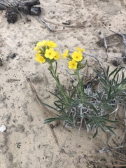 Oreocarya confertiflora