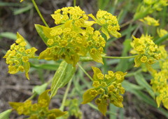 Bupleurum multinerve