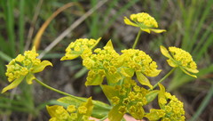 Bupleurum multinerve