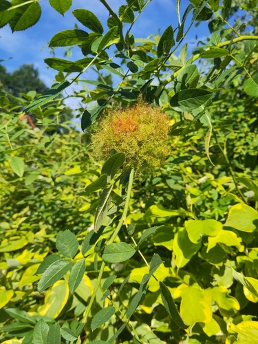 Mossy Rose Gall Wasp