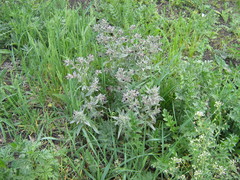 Nonea pulla