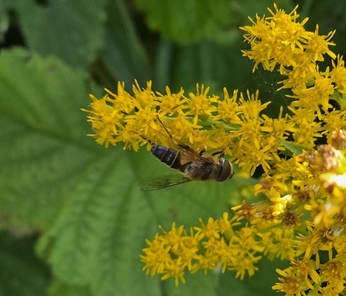 Tapered Drone Fly