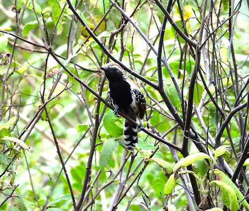 Rusty-backed Antwren