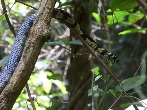 Chicken Snake