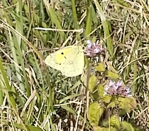 Clouded Yellow